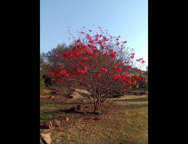 FARM FOR SALE IN ROOSSENEKAL AH